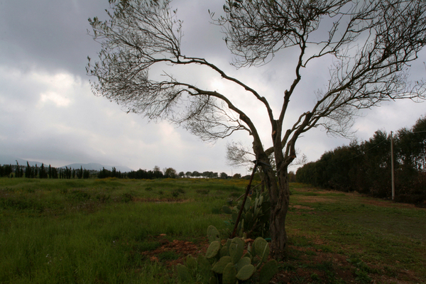 Sardenian_field_tree_medium