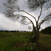 Sardenian_field_tree_thumb