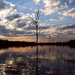 The_tree_thumb